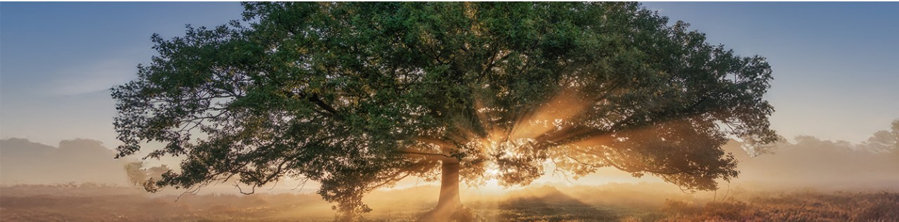 Signature Life Series