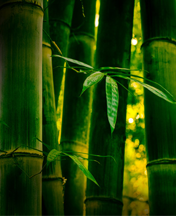 Manulife InvestReady Growth