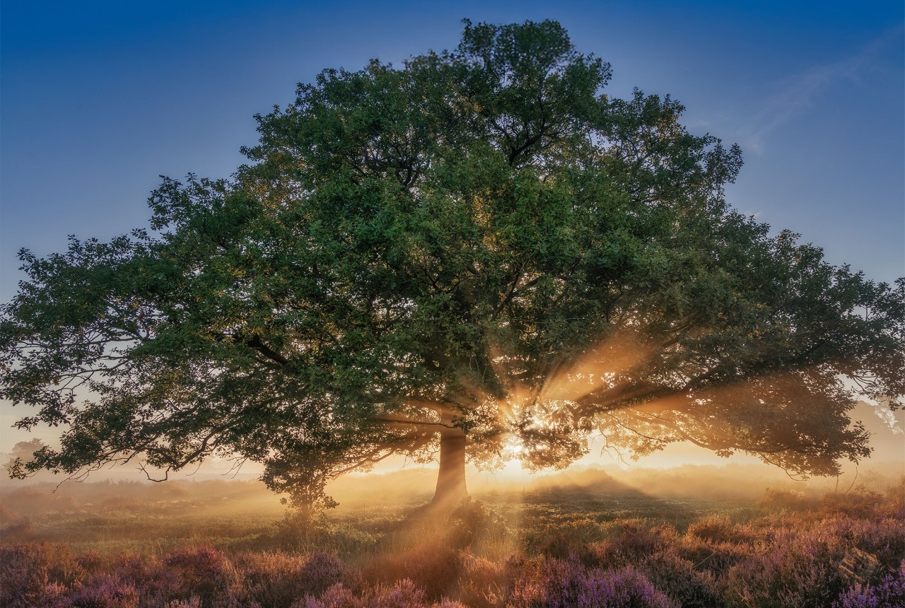 Signature Life Series